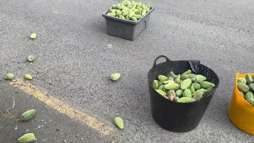 吃扶手瓜有毒吗,揭秘其是否有毒