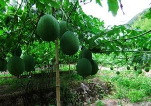 吊瓜树的吊瓜可以吃吗,天然美食的惊喜发现