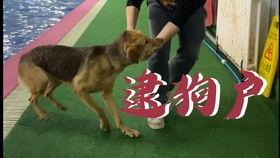 吃瓜小短腿是谁,吃瓜小短腿的崛起之路