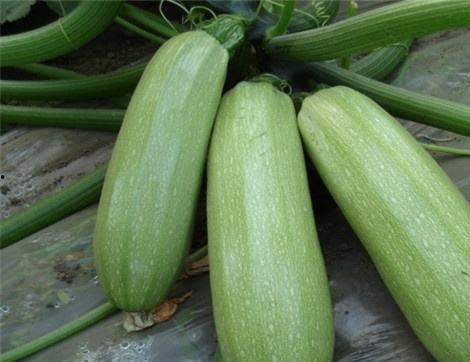 吃小瓜有什么好处,健康生活新选择