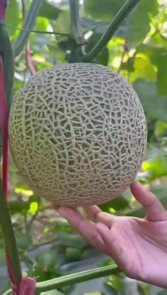 玲珑蜜瓜可以吃吗怎么吃,美味食用指南与食用方法