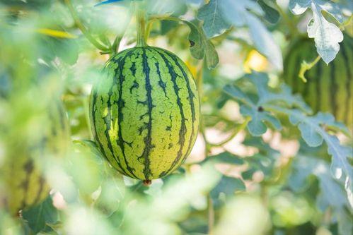 天津吃瓜哪里好,探寻津城最佳“瓜地”