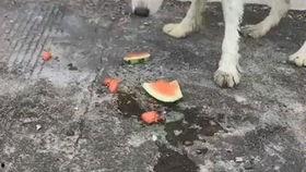 瓜小狗吃西瓜