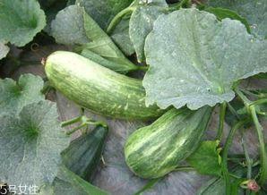 吃瓜 的好处,揭秘吃瓜的好处