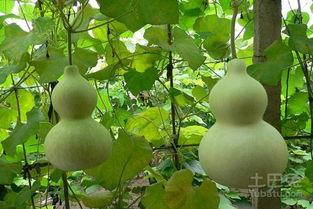 咳嗽吃葫芦瓜有用吗,传统食疗的神奇功效