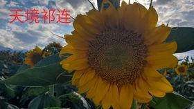 吃瓜西北佬,揭秘西北地区独特美食文化